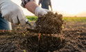 De Onzichtbare Hulp: Hoe Biologische Landbouw Koolstof Vastlegt en het Klimaat Redt