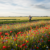 Bekijk deze afbeelding van Biologische Boeren als Bewaarders van Biodiversiteit: Een Groene Revolutie op het Platteland op Bedrijf