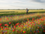 Bekijk deze afbeelding van dit nieuws Biologische Boeren als Bewaarders van Biodiversiteit: Een Groene Revolutie op het Platteland op Bedrijf