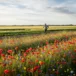Bekijk deze afbeelding van het nieuws Biologische Boeren als Bewaarders van Biodiversiteit: Een Groene Revolutie op het Platteland op Bedrijf